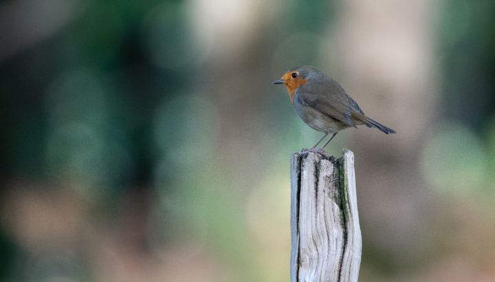 Initiation aux chants d'oiseaux